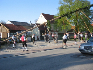 Maibaum 2008020