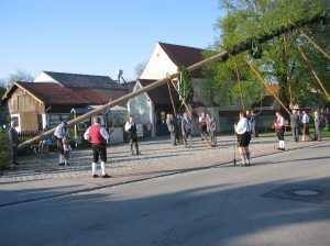 Maibaum 2008022