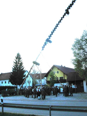 Maibaum 2008027